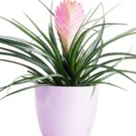 Szakallbromelia Tillandsia cyanea