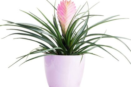 Szakallbromelia Tillandsia cyanea