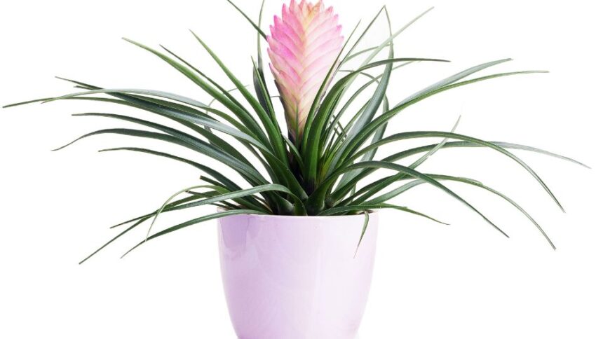 Szakallbromelia Tillandsia cyanea