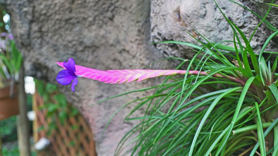 Szakallbromelia Tillandsia cyanea 2