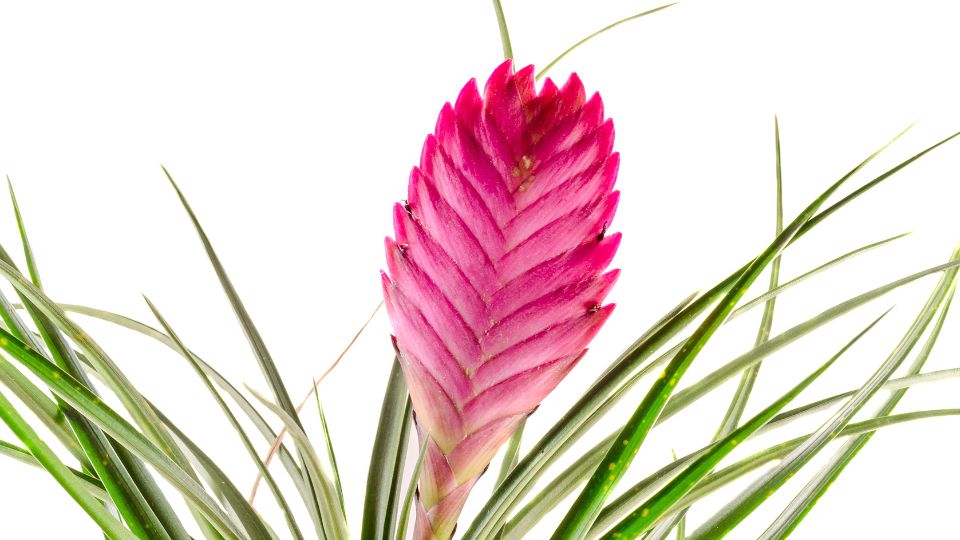 Szakallbromelia Tillandsia cyanea 3