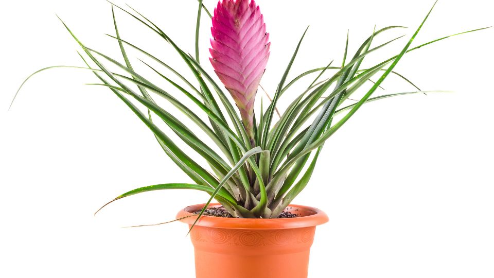 Szakallbromelia Tillandsia cyanea 4