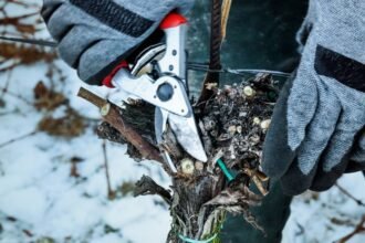 Téli metszés során egy kertész metszőollóval dolgozik, figyelmesen formázva a növényeket a hóval borított környezetben.