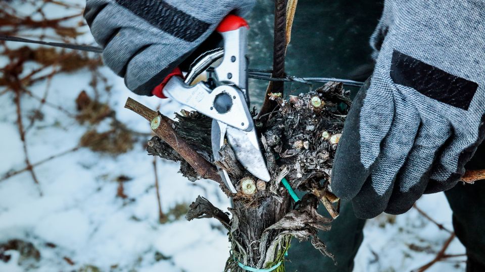 Téli metszés során egy kertész metszőollóval dolgozik, figyelmesen formázva a növényeket a hóval borított környezetben.
