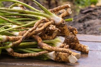 Friss torma gyökerek, zöld szárakkal, egy fából készült felületen.