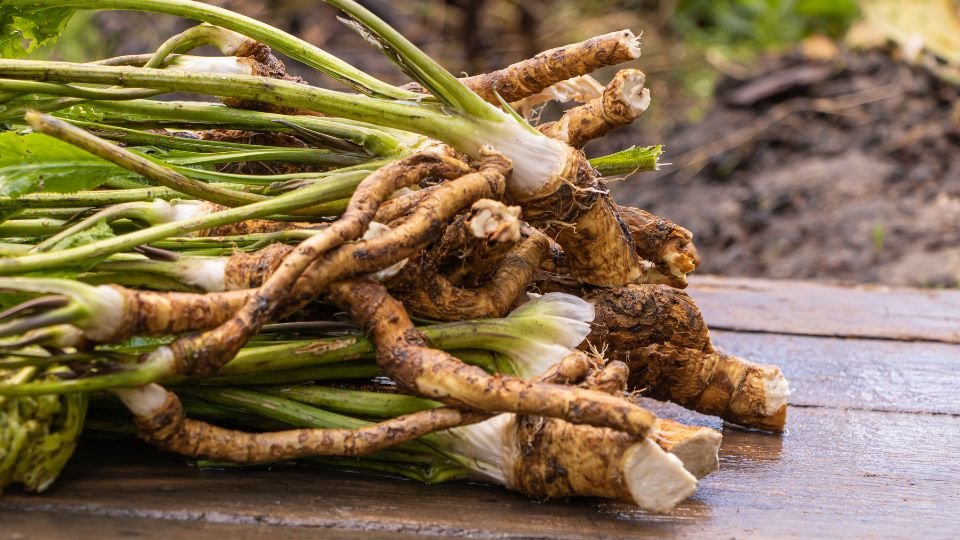 Friss torma gyökerek, zöld szárakkal, egy fából készült felületen.