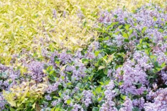 Törpe orgona virágzó bokrok színes levelekkel, gyönyörű kert háttérrel.