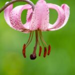 Turbanliliom Lilium martagon