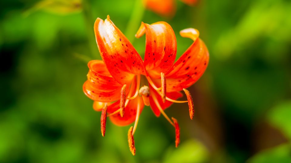 Turbanliliom Lilium martagon 2