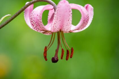 Turbanliliom Lilium martagon