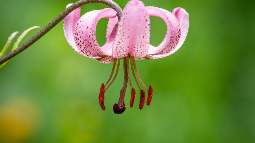 Turbanliliom Lilium martagon