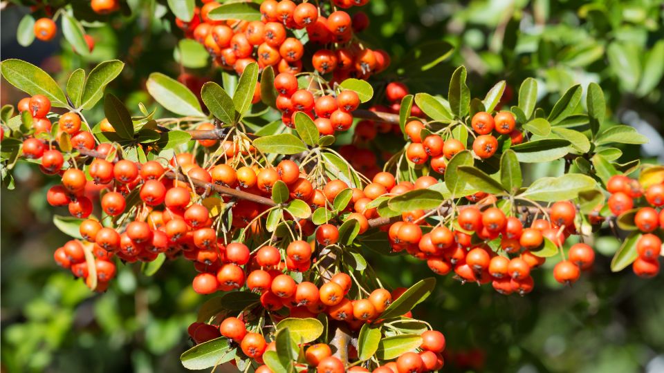 Tuztovis Pyracantha 1