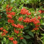 Tuztovis Pyracantha