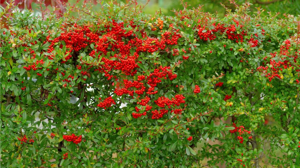 Tuztovis Pyracantha 2