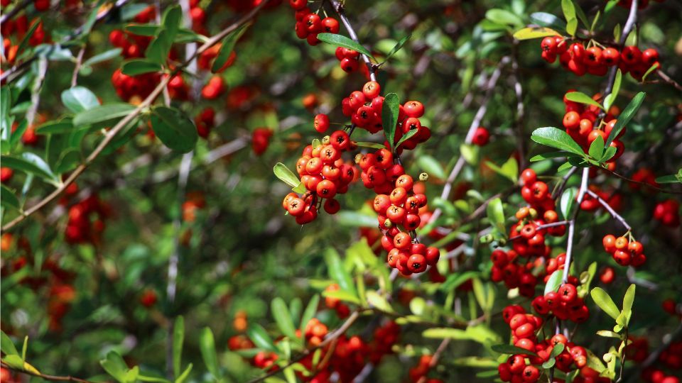 Tuztovis Pyracantha 3