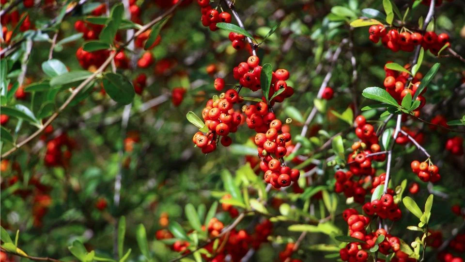 Tűztövis (Pyracantha) bogyói élénk piros színben, zöld levelek között.