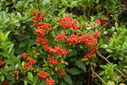 Tuztovis Pyracantha