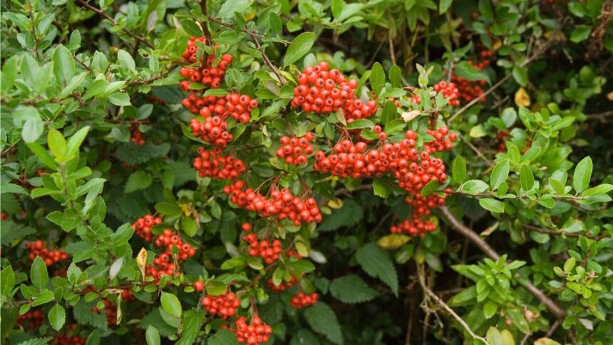 Tuztovis Pyracantha