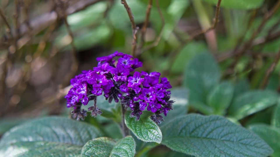 Vaniliavirag Heliotropium arborescens 1