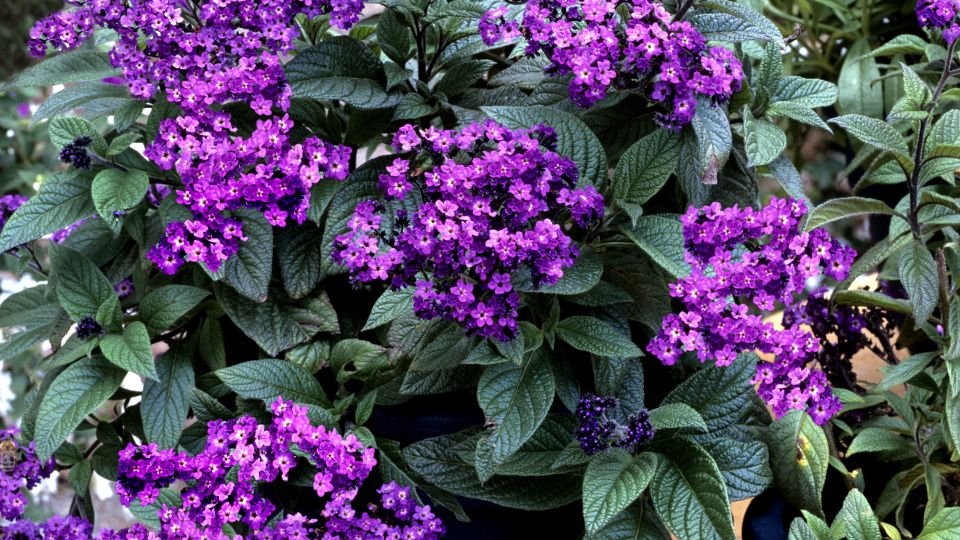 A vaníliavirág élénk lila virágai és zöld levelei díszítik a növényt, mely kellemes látványt nyújt a kertben.