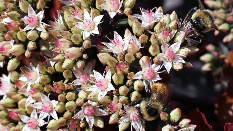 Varjuhaj Sedum 1