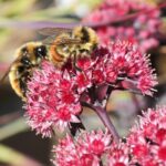 Varjuhaj Sedum