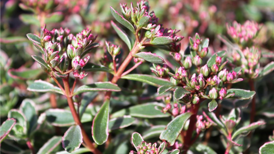 Varjuhaj Sedum 2