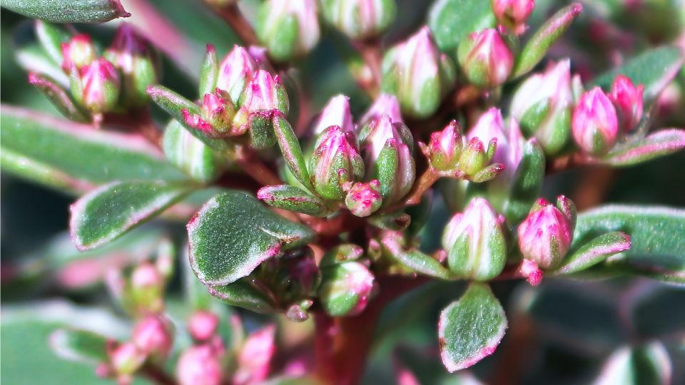 Varjuhaj Sedum 3