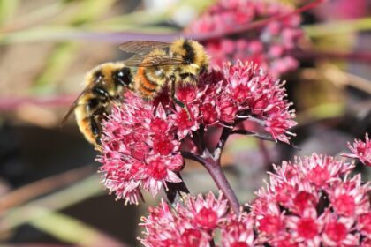 Varjuhaj Sedum