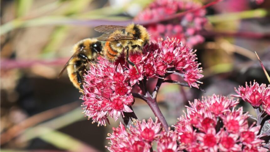 Varjuhaj Sedum