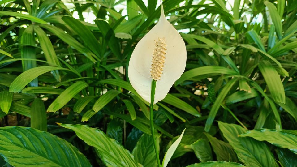 Vitorlavirag Spathiphyllum 1