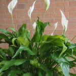 Vitorlavirag Spathiphyllum