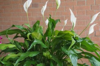 Vitorlavirág (Spathiphyllum) dús zöld levelekkel és fehér virágokkal, barátságos környezetben.