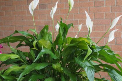 Vitorlavirag Spathiphyllum