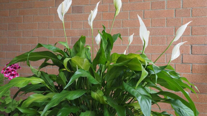 Vitorlavirag Spathiphyllum