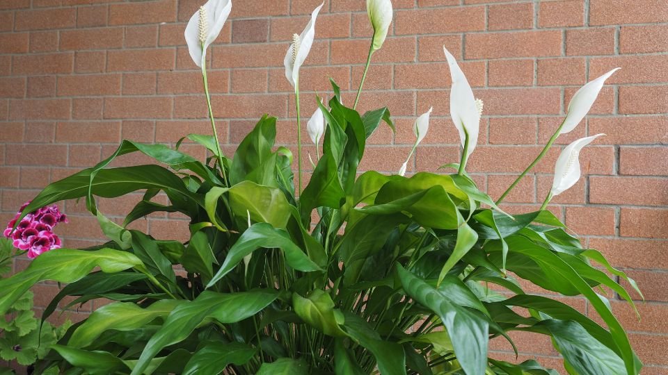 Vitorlavirág (Spathiphyllum) dús zöld levelekkel és fehér virágokkal, barátságos környezetben.