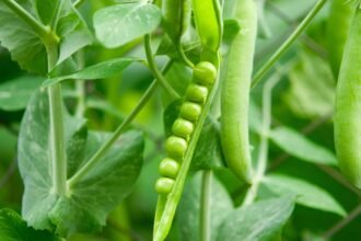 Friss zöldborsó hüvelyek a kertben, élénk zöld levelekkel körülvéve.
