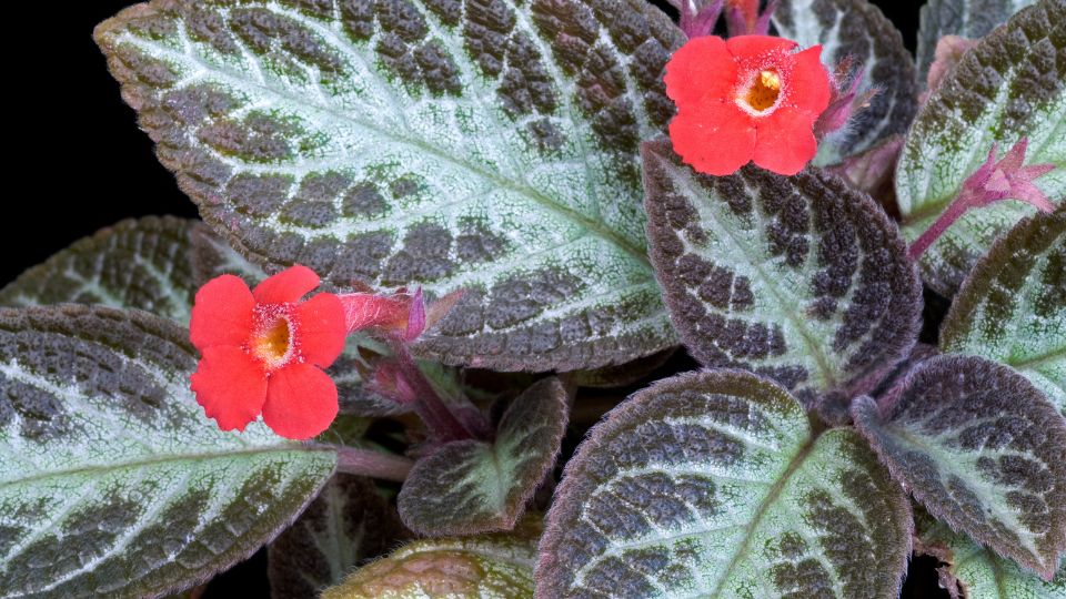 arnyekcsuporka Episcia 1