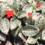 arnyekcsuporka Episcia