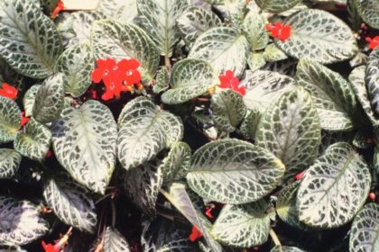 arnyekcsuporka Episcia