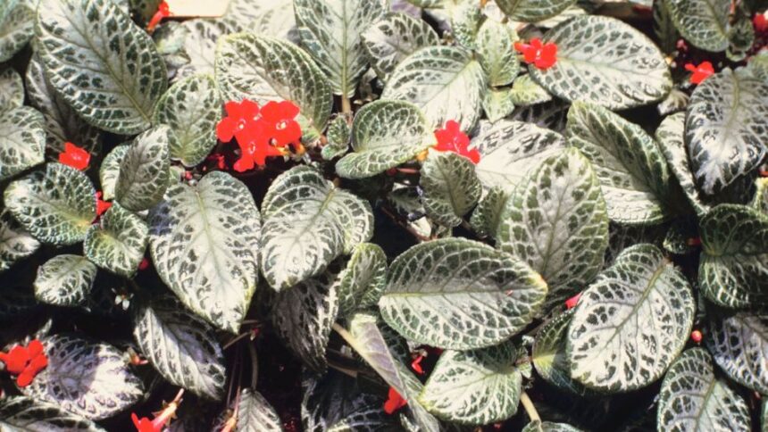 arnyekcsuporka Episcia