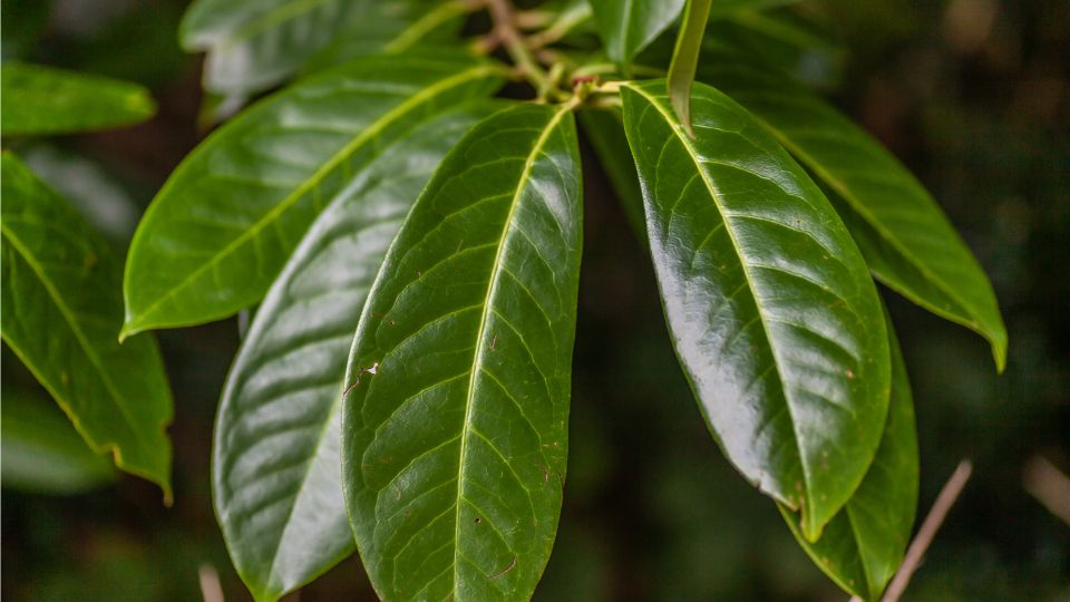 babermeggy Prunus laurocerasus 1