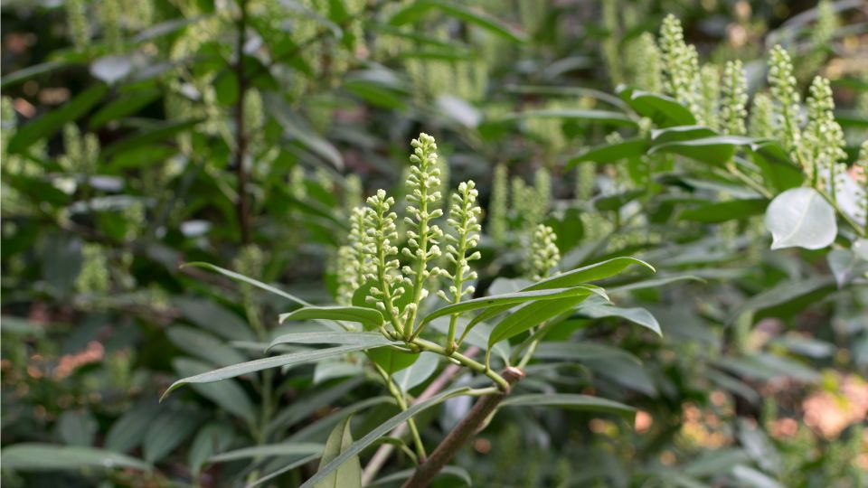 babermeggy Prunus laurocerasus 2