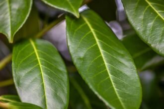 Zöld babérmeggy levelek közelről, sima felülettel és világos erezéssel.