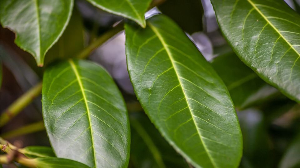 Zöld babérmeggy levelek közelről, sima felülettel és világos erezéssel.