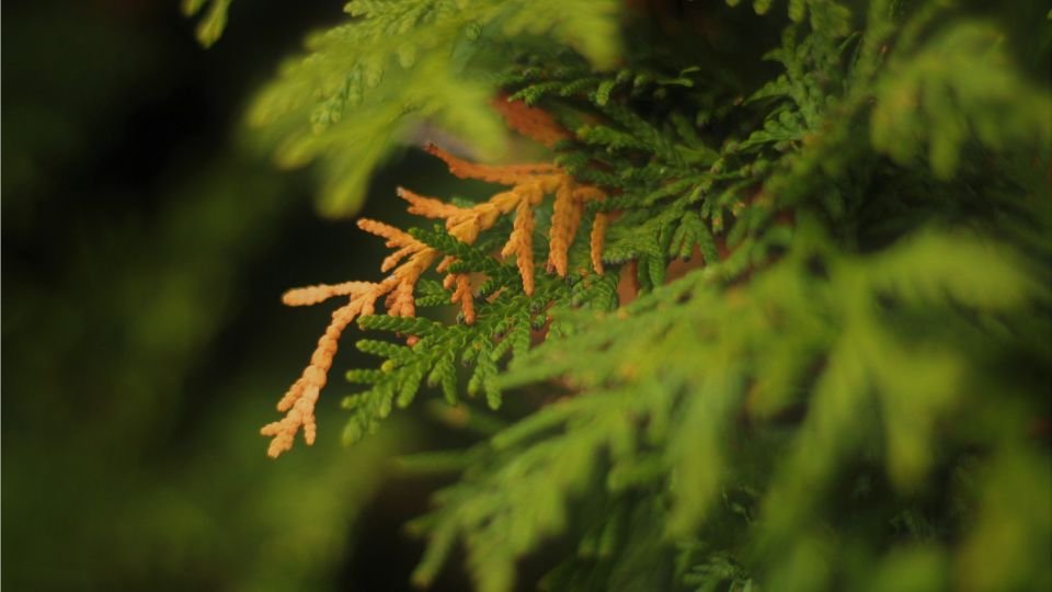 Egy tuja ág, amelyen zöld és barnás levelek keverednek, a természet szépségét tükrözve.