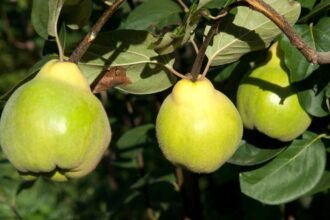 Érett birsalma gyümölcsök zöld levelek között, napfényben csillognak.
