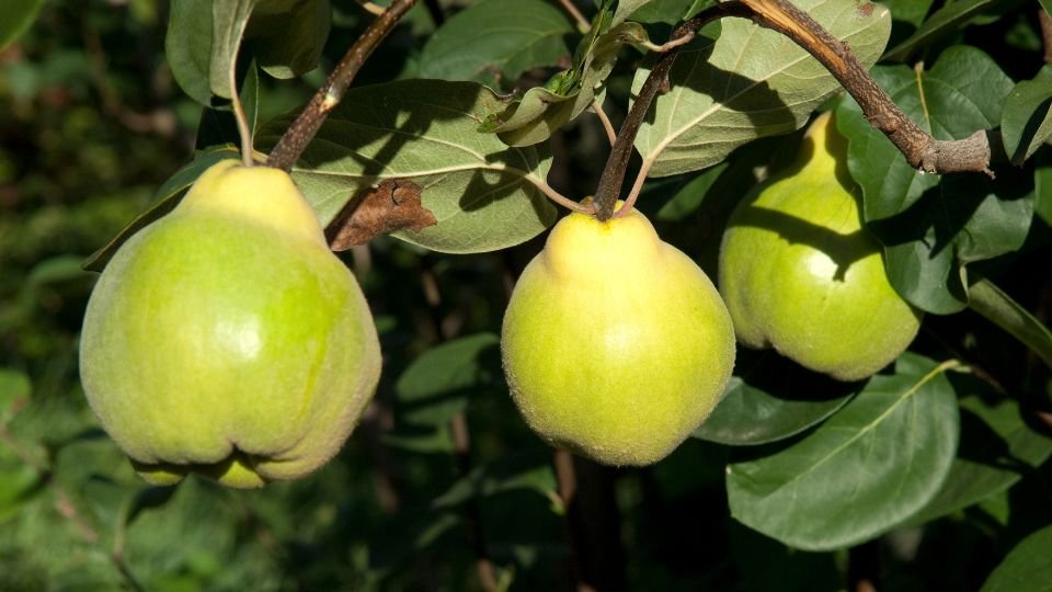 Érett birsalma gyümölcsök zöld levelek között, napfényben csillognak.