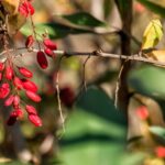 borbolya Berberis