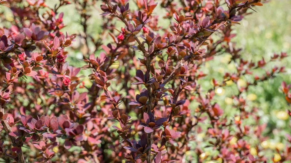 Vibráló borbolya a kertben Színes borbolya (Berberis) bokor, amely vibráló vörös és zöld levelekkel díszíti a kertet.